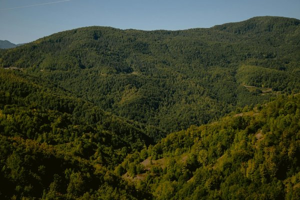 Explorez les techniques infaillibles pour cultiver vos propres champignons comestibles à domicile !